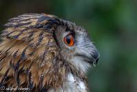 naturalcharms-fotografie-natuur-vogel-europese oehoe-european eagle owl-18