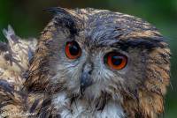 naturalcharms-fotografie-natuur-vogel-europese oehoe-european eagle owl-20