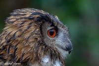naturalcharms-fotografie-natuur-vogel-europese oehoe-european eagle owl-22