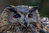 naturalcharms-fotografie-natuur-vogel-europese oehoe-european eagle owl-32