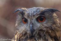 naturalcharms-fotografie-natuur-vogel-europese oehoe-european eagle owl-5