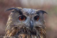 naturalcharms-fotografie-natuur-vogel-europese oehoe-european eagle owl-7