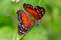 naturalcharms-fotografie-natuurfotografie-vlindertuin-havelte-anartia amathea-4291
