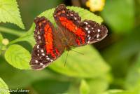 naturalcharms-fotografie-natuurfotografie-vlindertuin-havelte-anartia amathea-4298