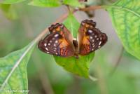 naturalcharms-fotografie-natuurfotografie-vlindertuin-havelte-anartia amathea-4311