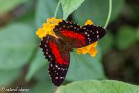 naturalcharms-fotografie-natuurfotografie-vlindertuin-havelte-anartia amathea-4353
