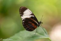 naturalcharms-fotografie-natuurfotografie-vlindertuin-havelte-heliconius cydno-4243