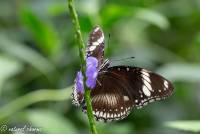 naturalcharms-fotografie-natuurfotografie-vlindertuin-havelte-hypolimnas bolina-4429_1