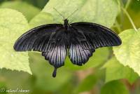 naturalcharms-fotografie-natuurfotografie-vlindertuin-havelte-papilio ascalaphus-4332