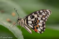 naturalcharms-fotografie-natuurfotografie-vlindertuin-havelte-papilio demolus-limoenvlinder-4246_1