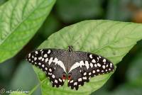 naturalcharms-fotografie-natuurfotografie-vlindertuin-havelte-papilio demolus-limoenvlinder-4270