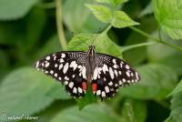 naturalcharms-fotografie-natuurfotografie-vlindertuin-havelte-papilio demolus-limoenvlinder-4362