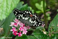 naturalcharms-fotografie-natuurfotografie-vlindertuin-havelte-papilio demolus-limoenvlinder-4434