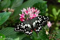 naturalcharms-fotografie-natuurfotografie-vlindertuin-havelte-papilio demolus-limoenvlinder-4442_1