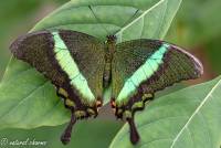 naturalcharms-fotografie-natuurfotografie-vlindertuin-havelte-papilio palinurus-4349