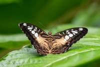 naturalcharms-fotografie-natuurfotografie-vlindertuin-havelte-parthenos sylvia-4342_1