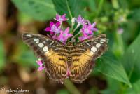 naturalcharms-fotografie-natuurfotografie-vlindertuin-havelte-parthenos sylvia-4357_1