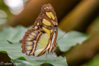 naturalcharms-fotografie-natuurfotografie-vlindertuin-havelte-siproeta stelenes-malagietvlinder-4522