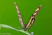naturalcharms-fotografie-natuurfotografie-vlindertuin-havelte-siproeta stelenes-malagietvlinder-4528