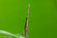 naturalcharms-fotografie-natuurfotografie-vlindertuin-havelte-siproeta stelenes-malagietvlinder-4529