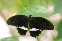 naturalcharms-fotografie-natuurfotografie-vlindertuin-papilio polytes-man-4334