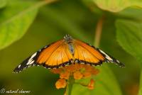 naturalcharms-natuur-fotografie-butterfly-vlinder-papiliorama-1 (2)