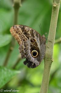 naturalcharms-natuur-fotografie-butterfly-vlinder-papiliorama-1