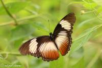 naturalcharms-natuur-fotografie-butterfly-vlinder-papiliorama-10