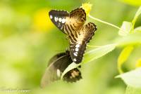 naturalcharms-natuur-fotografie-butterfly-vlinder-papiliorama-14 (2)