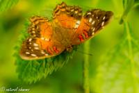 naturalcharms-natuur-fotografie-butterfly-vlinder-papiliorama-2 (2)