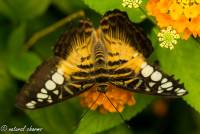 naturalcharms-natuur-fotografie-butterfly-vlinder-papiliorama-3 (2)