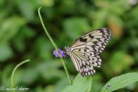 naturalcharms-natuur-fotografie-butterfly-vlinder-papiliorama-36