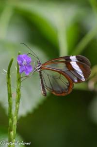 naturalcharms-natuur-fotografie-butterfly-vlinder-papiliorama-44