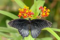 naturalcharms-natuur-fotografie-butterfly-vlinder-papiliorama-49