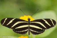 naturalcharms-natuur-fotografie-butterfly-vlinder-papiliorama-5 (2)