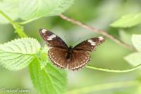 naturalcharms-natuur-fotografie-butterfly-vlinder-papiliorama-5
