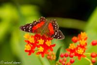 naturalcharms-natuur-fotografie-butterfly-vlinder-papiliorama-6 (2)