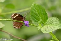 naturalcharms-natuur-fotografie-butterfly-vlinder-papiliorama-6