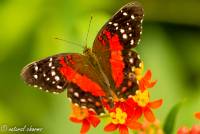 naturalcharms-natuur-fotografie-butterfly-vlinder-papiliorama-7 (2)
