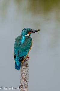 naturalcharms-fotografie-natuur-natuurfotografie-nederland-oostvaardersplassen-iijsvogel-kingfisher-12