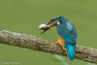 naturalcharms-fotografie-natuur-natuurfotografie-nederland-oostvaardersplassen-iijsvogel-kingfisher-20