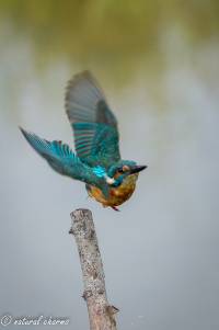 naturalcharms-fotografie-natuur-natuurfotografie-nederland-oostvaardersplassen-iijsvogel-kingfisher-4