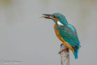 naturalcharms-fotografie-natuur-natuurfotografie-nederland-oostvaardersplassen-iijsvogel-kingfisher-6