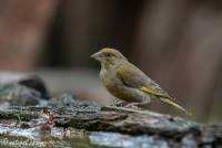 naturalcharms-fotografie-natuur-natuurfotografie-vogel-groenling-greenfinch-2