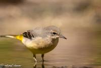 naturalcharms-fotografie-natuur-natuurfotografie-vogel-grote gele kwikstaart-gray wagtail-17