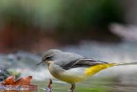 naturalcharms-fotografie-natuur-natuurfotografie-vogel-grote gele kwikstaart-gray wagtail-40