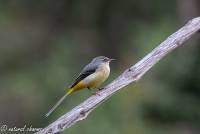 naturalcharms-fotografie-natuur-natuurfotografie-vogel-grote gele kwikstaart-gray wagtail-49