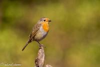 naturalcharms-fotografie-natuur-natuurfotografie-vogel-roodborstje-robin-1