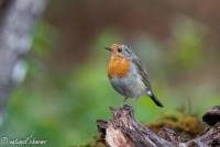 naturalcharms-fotografie-natuur-natuurfotografie-vogel-roodborstje-robin-13