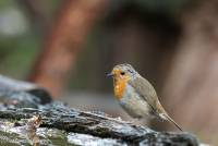 naturalcharms-fotografie-natuur-natuurfotografie-vogel-roodborstje-robin-14